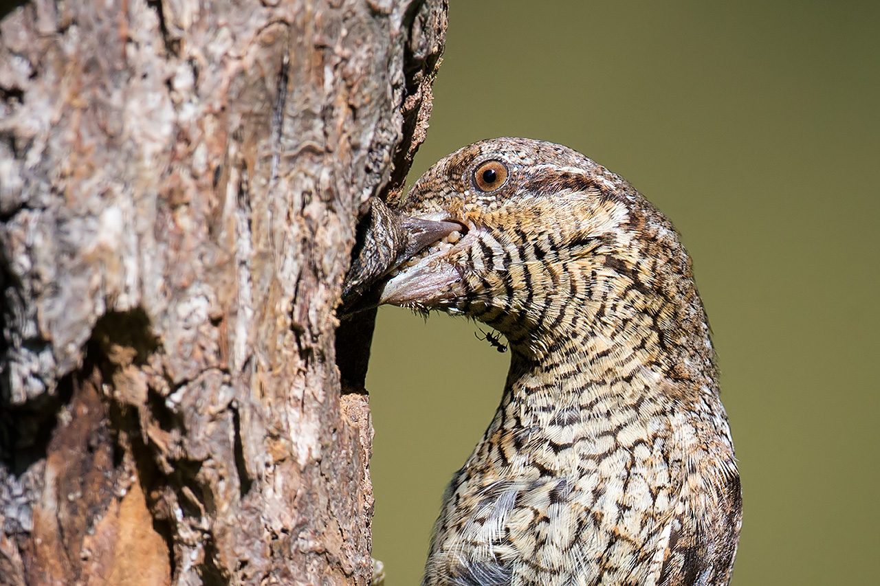 Wryneck close up