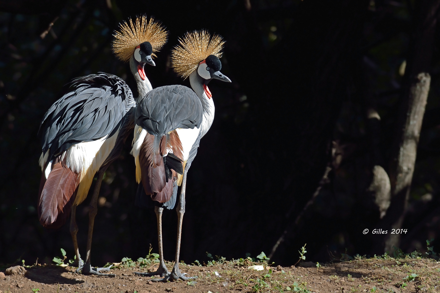 Gru coronate grigie  (Balearica regulorum)