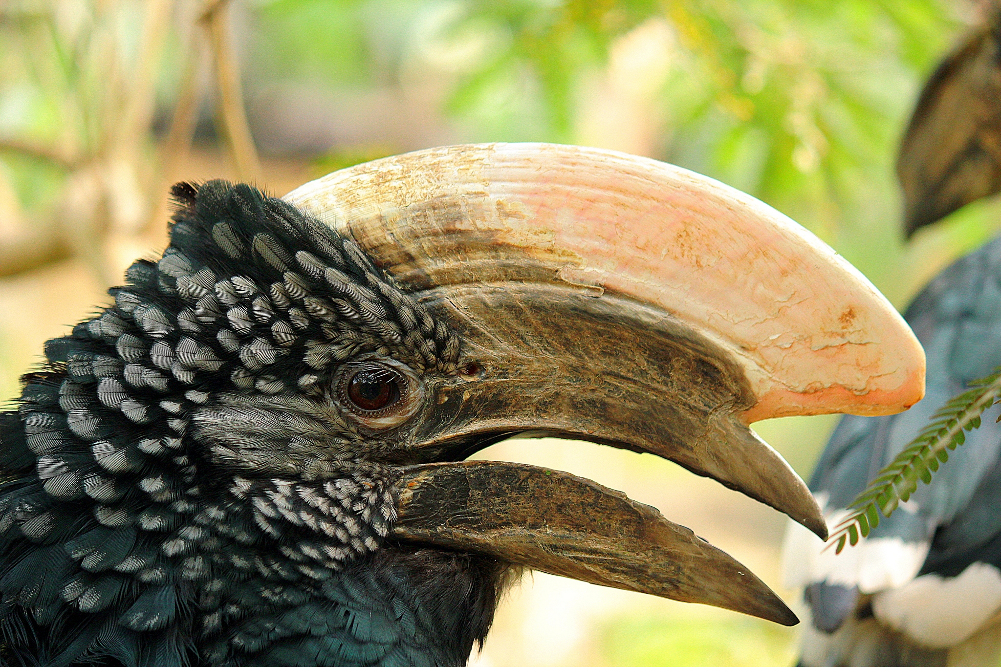 Bucero dalle guance d'argento