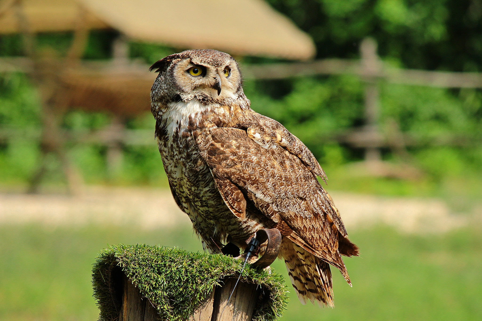 Gufo Reale.............