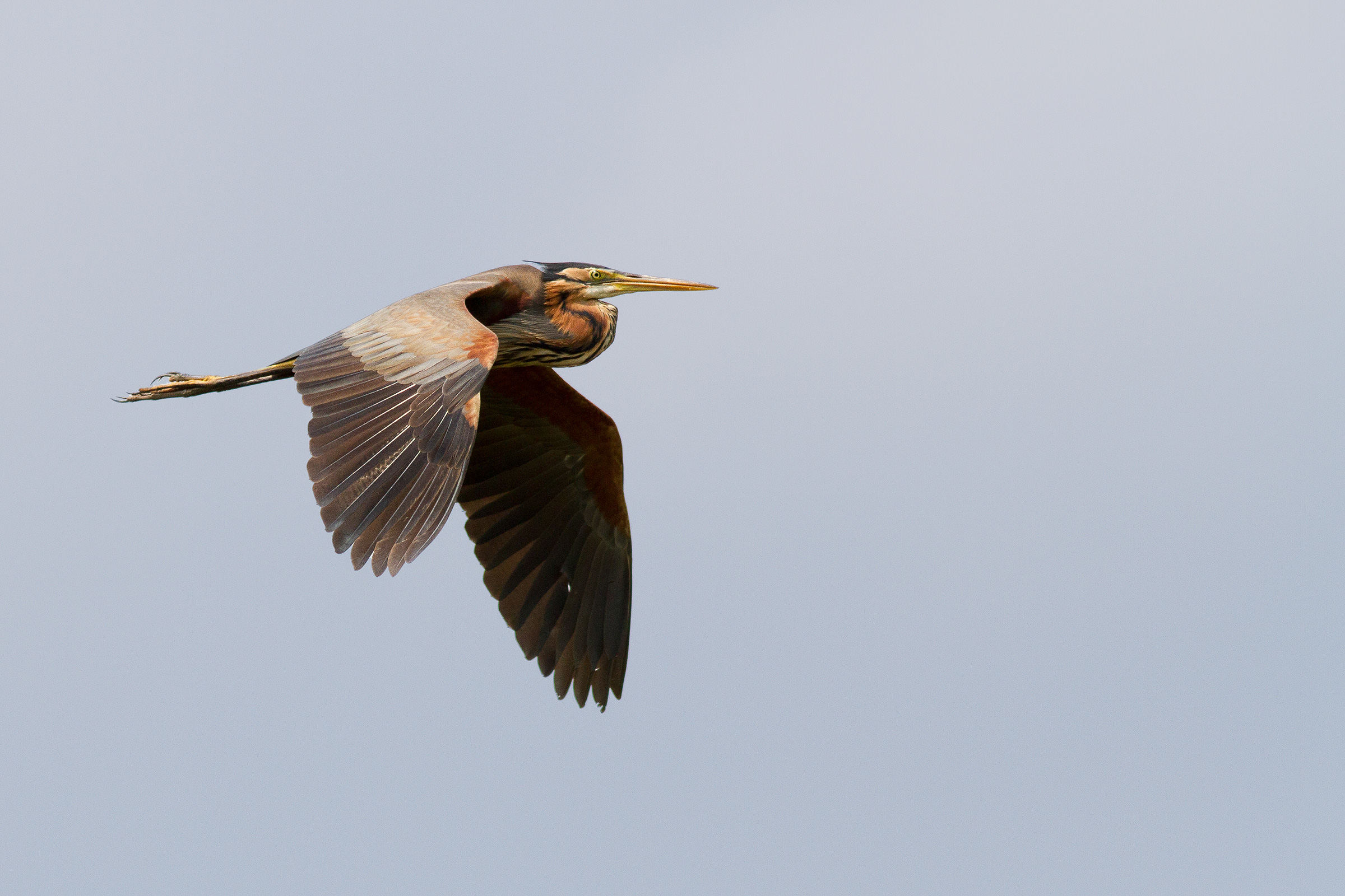 Purple Heron