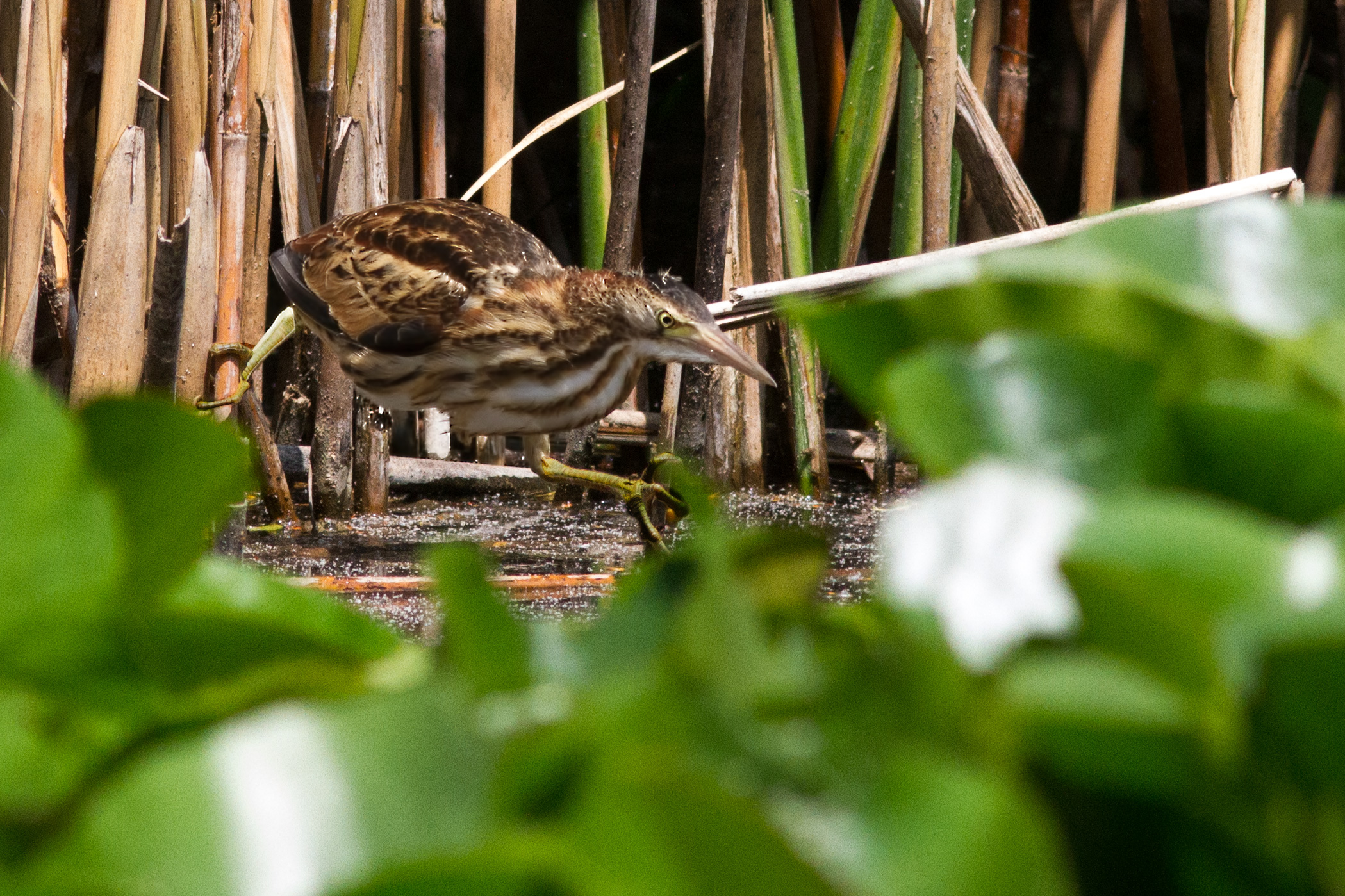Bittern female