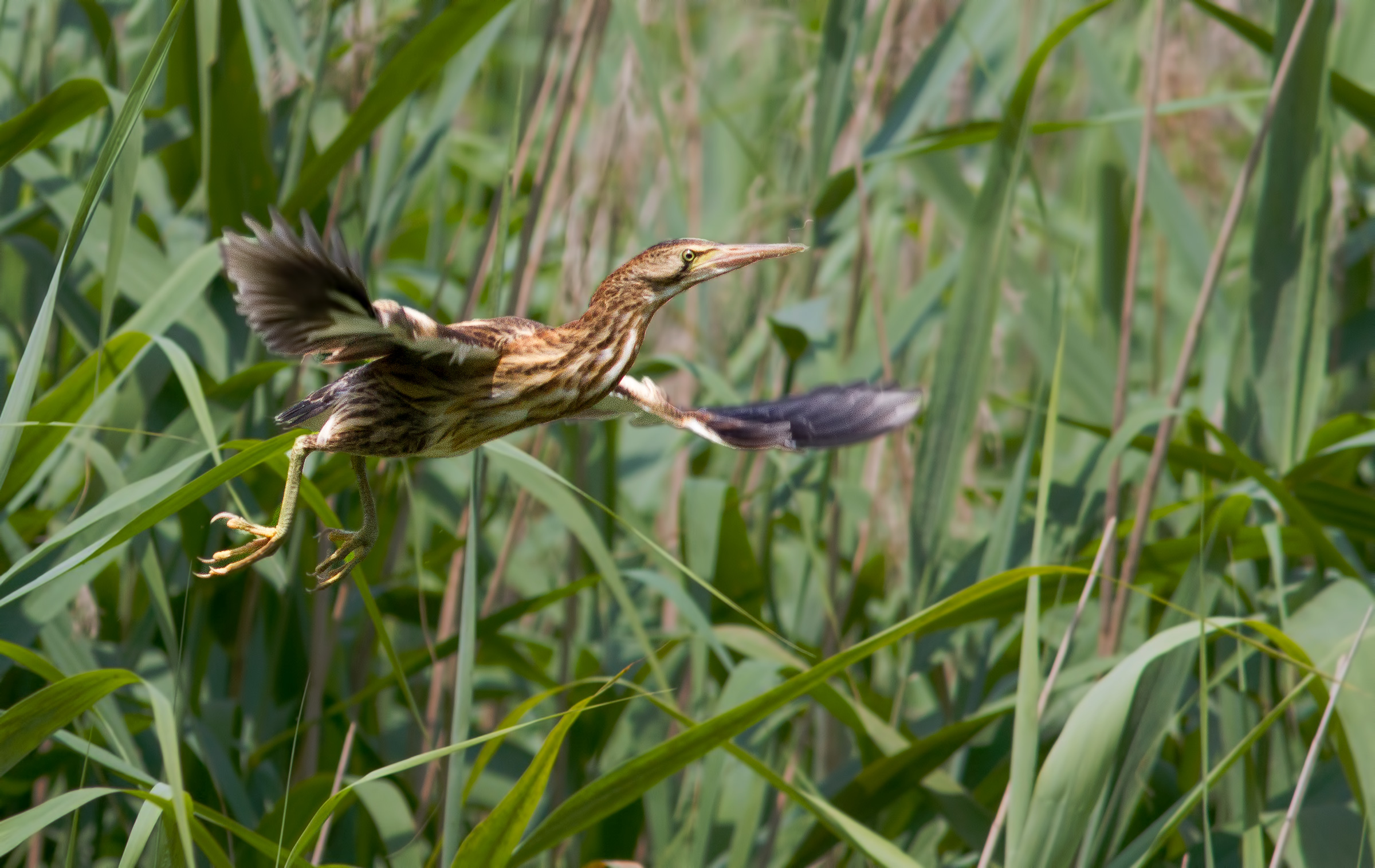 Bittern female