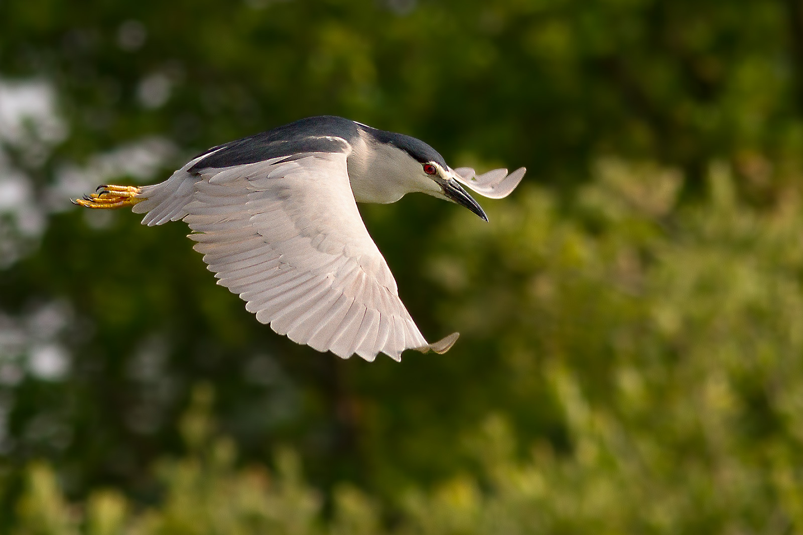 Night Heron
