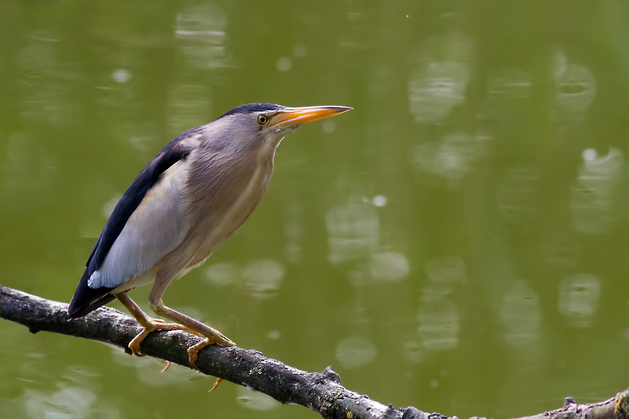 Female Little Bittern