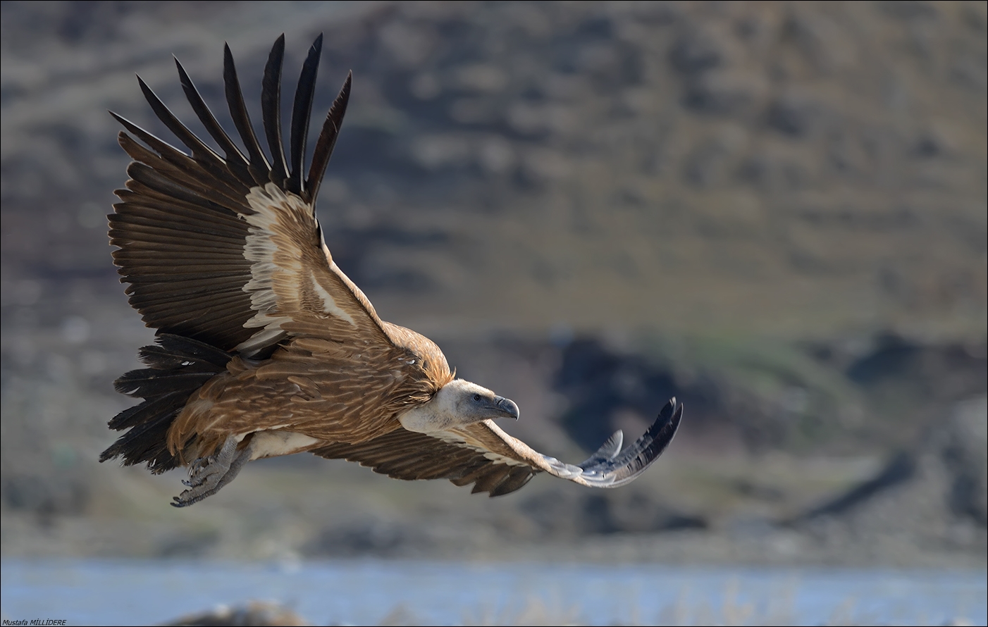 Grifone, Gyps fulvus ...