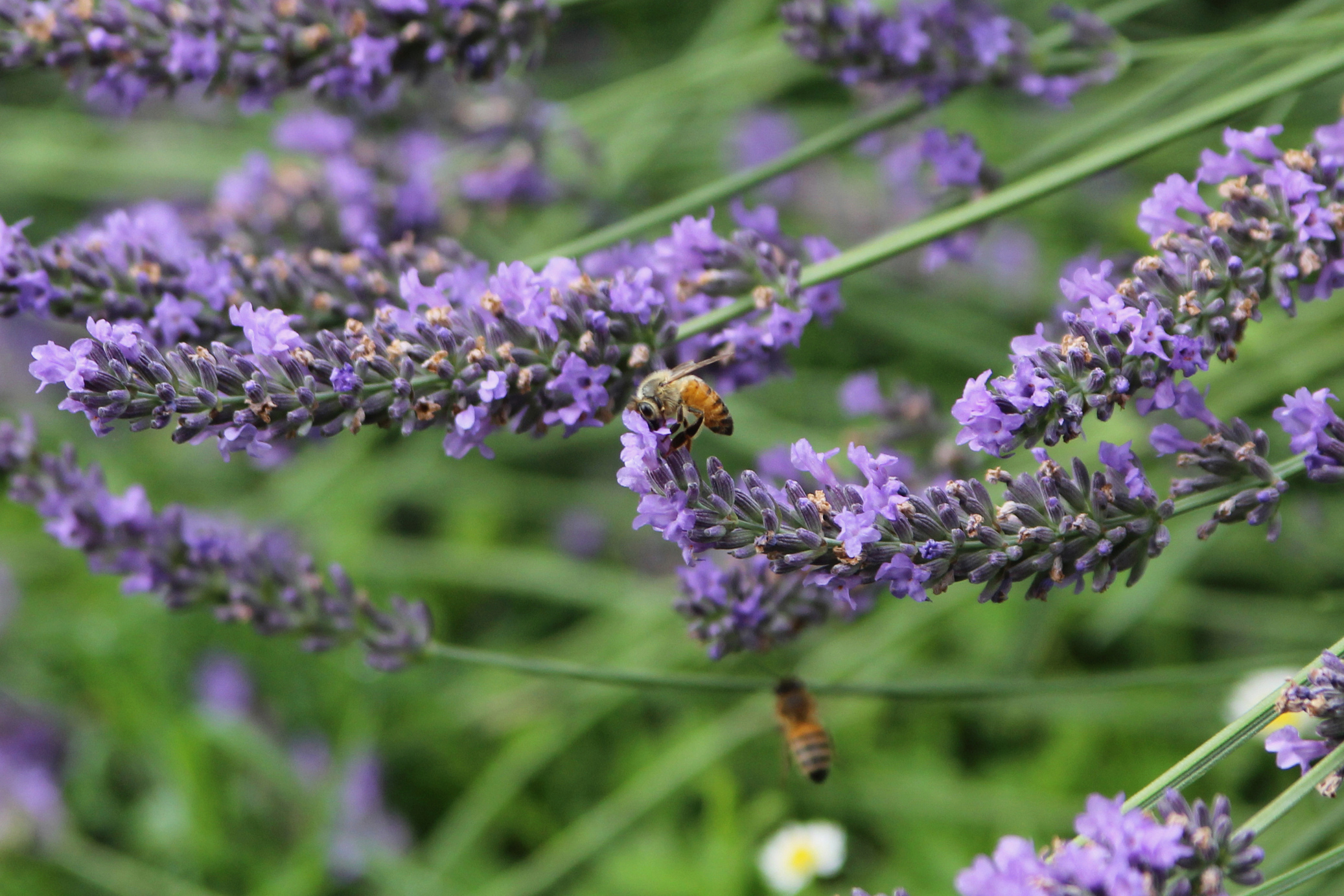 Mmmmhh che buono il miele di lavanda!