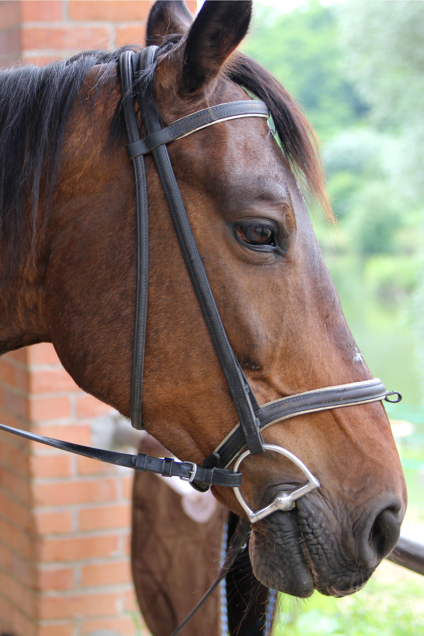 Testa di cavallo (no no, nessun avvertimento)