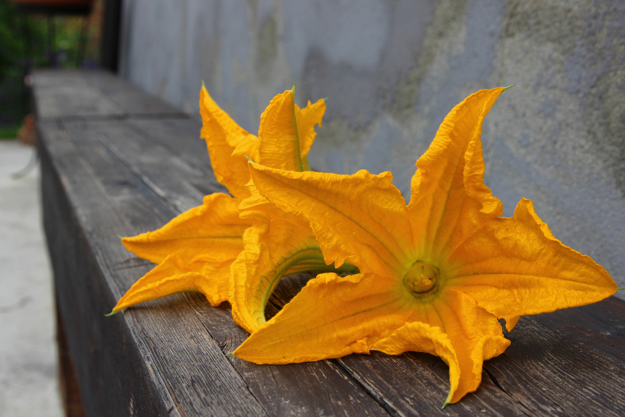 Fiori di zucchini, che bontà fritti!