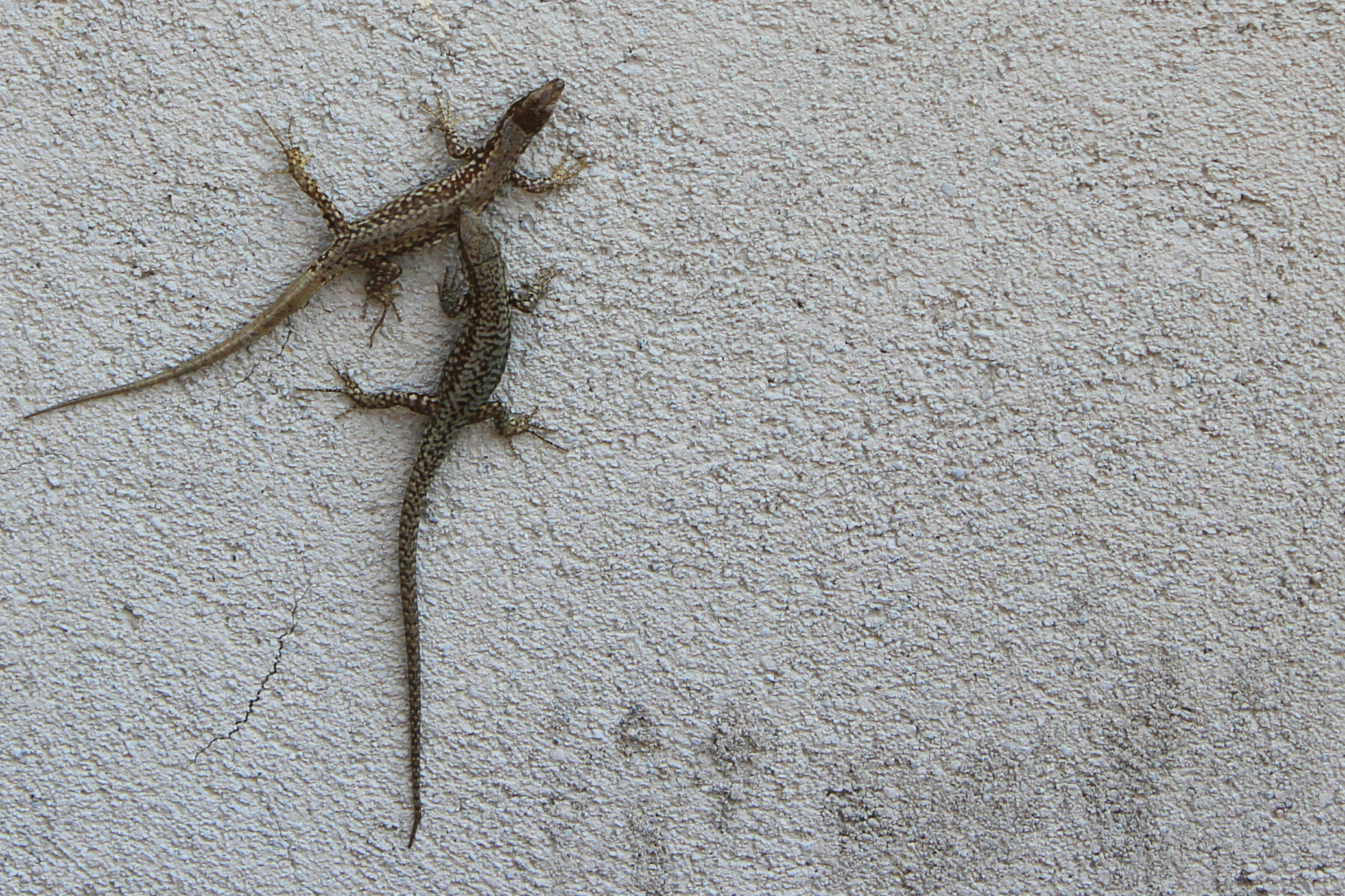 Lucertola all'attacco!