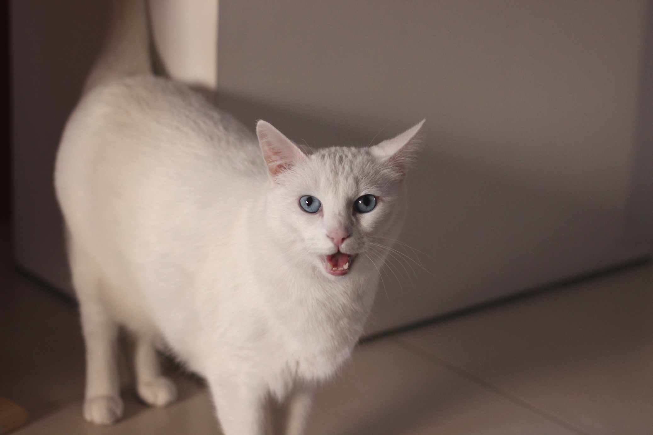 Gatto miagolante... avrà mica fame?