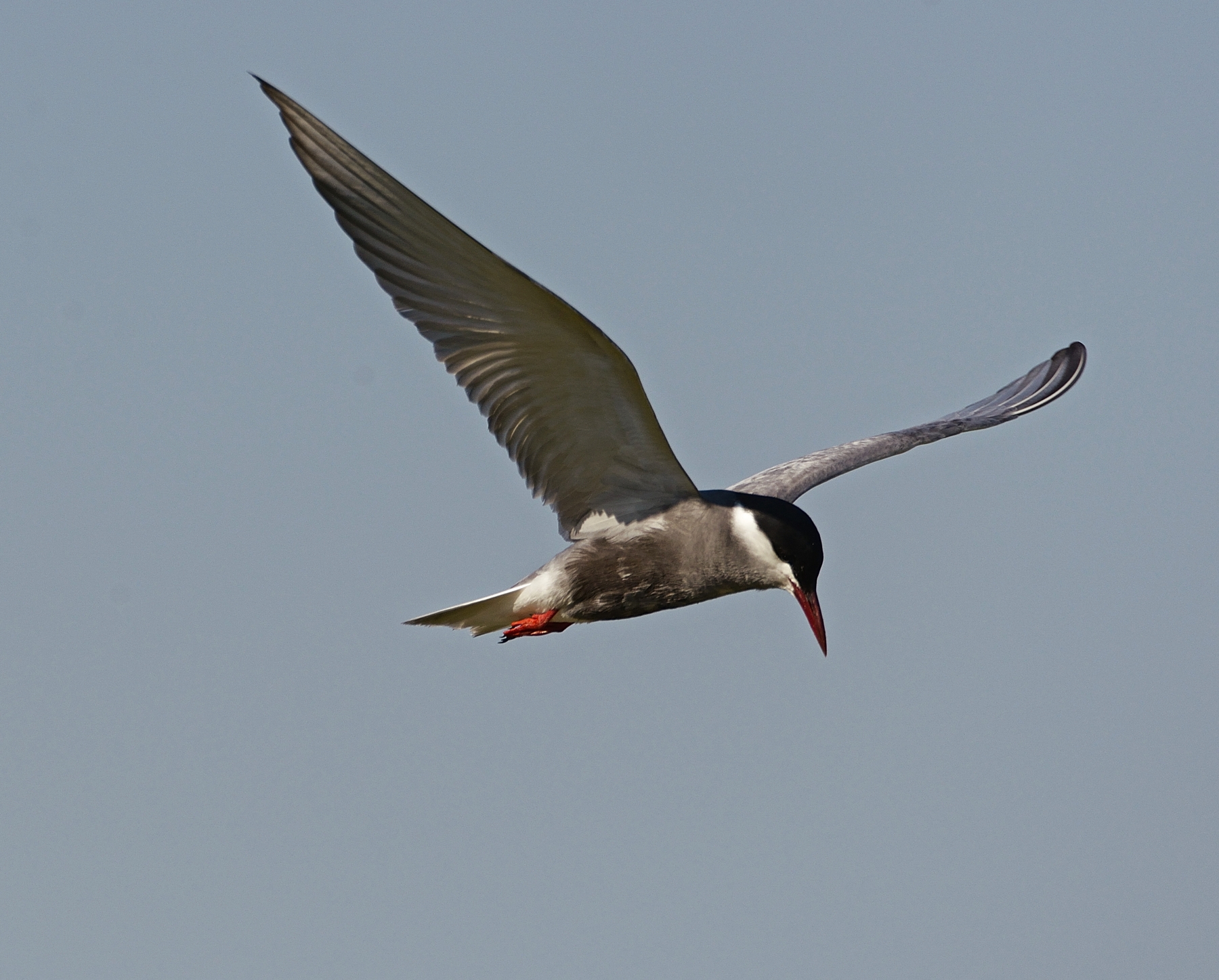 mignattino piombato al tramonto 2