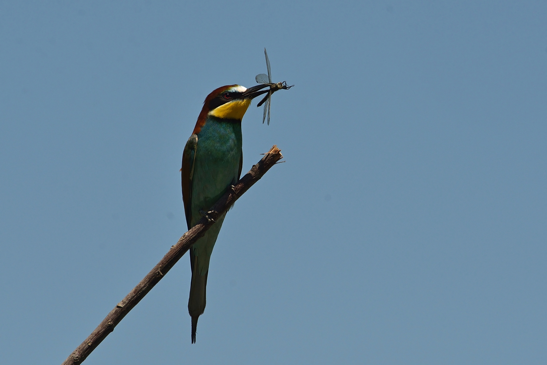 gruccione con libellula