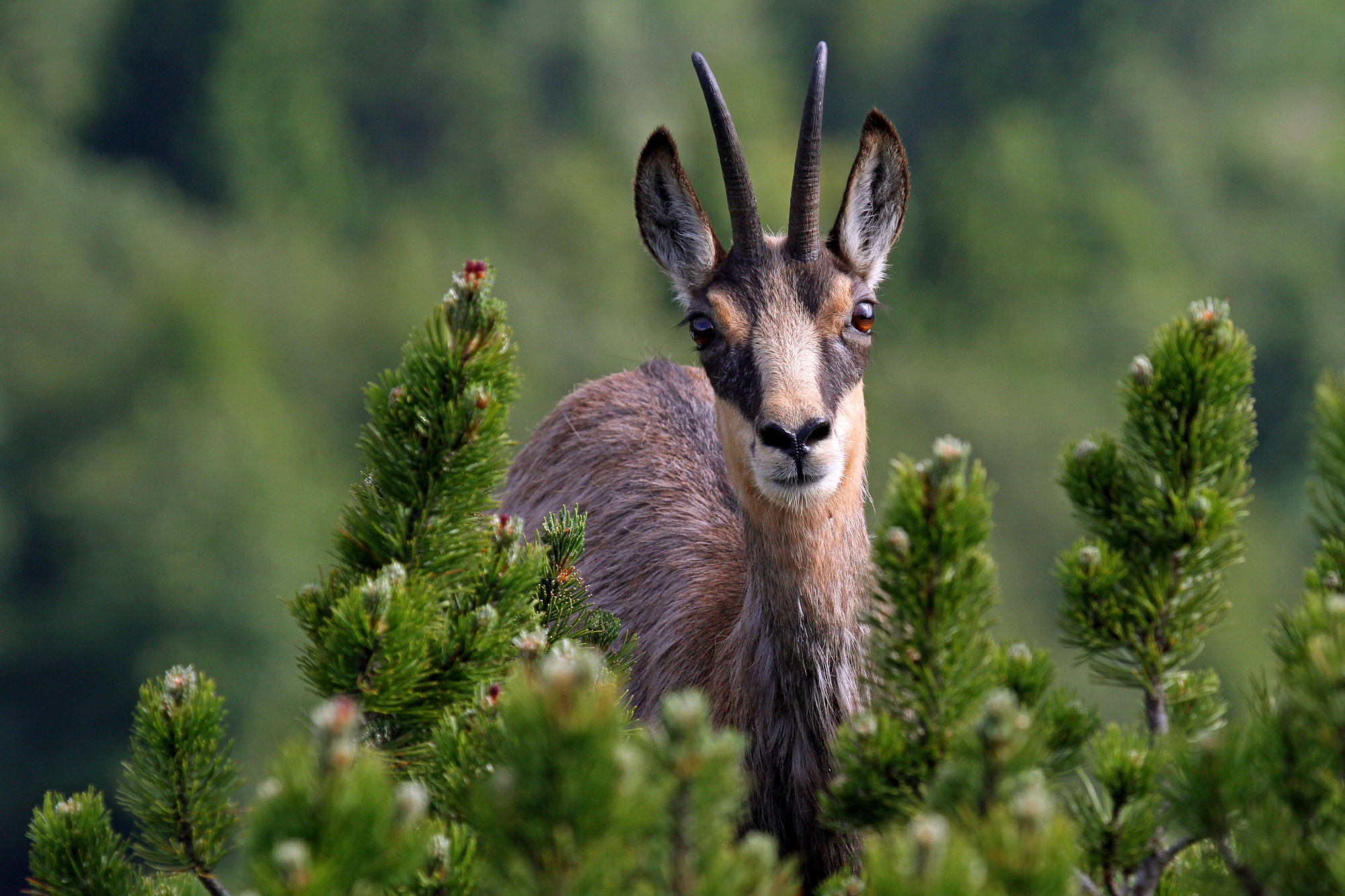 Chamois