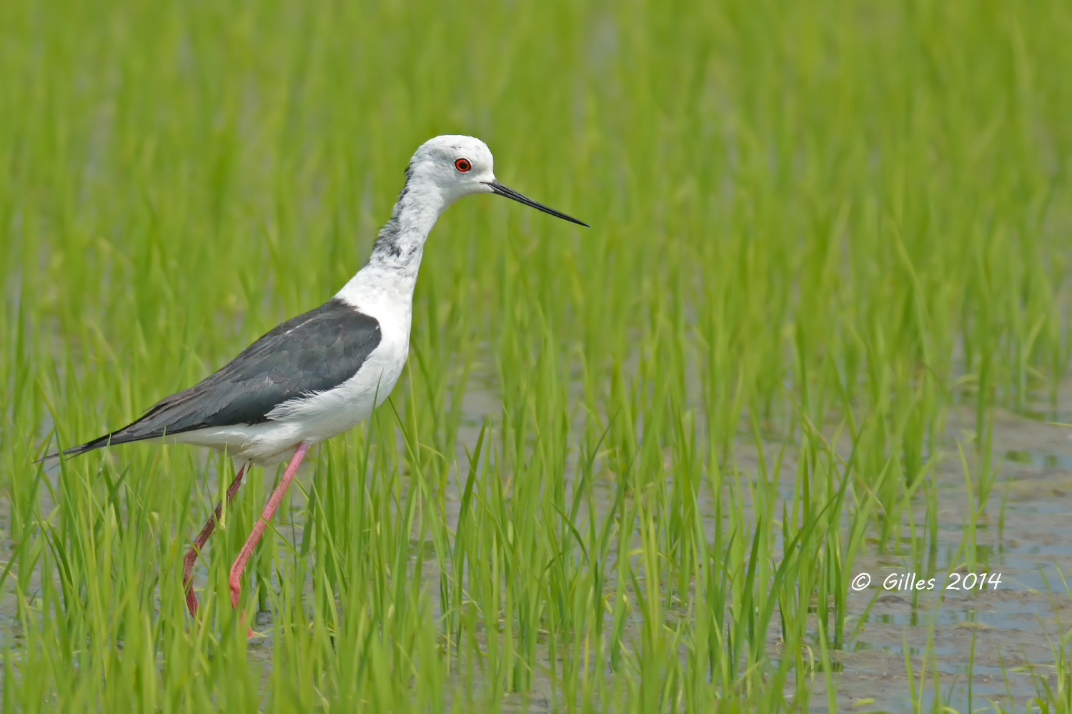 Knight of the Italian female (stilt stilt)