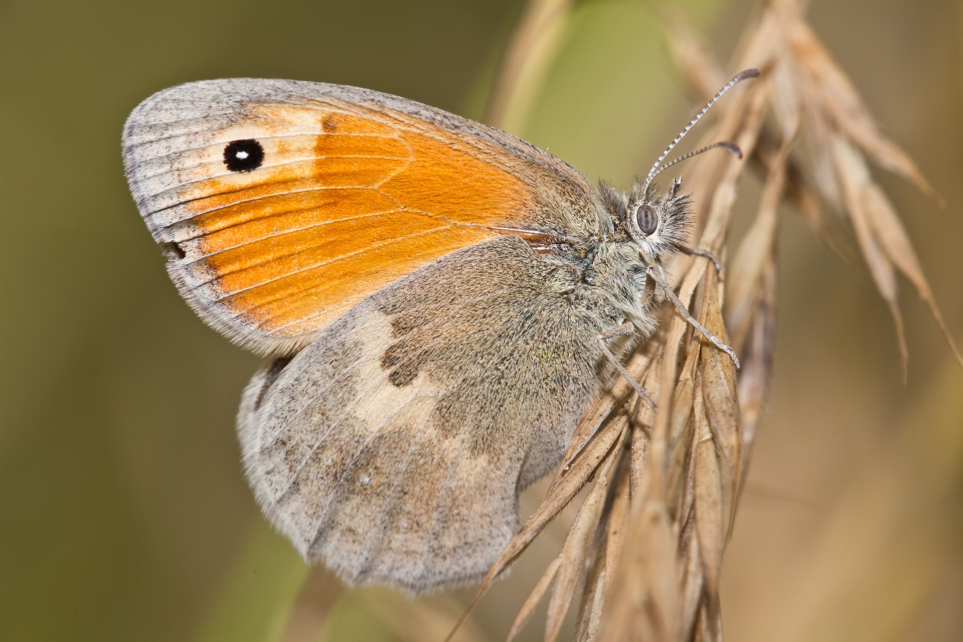 Coenonympha pamphilus
