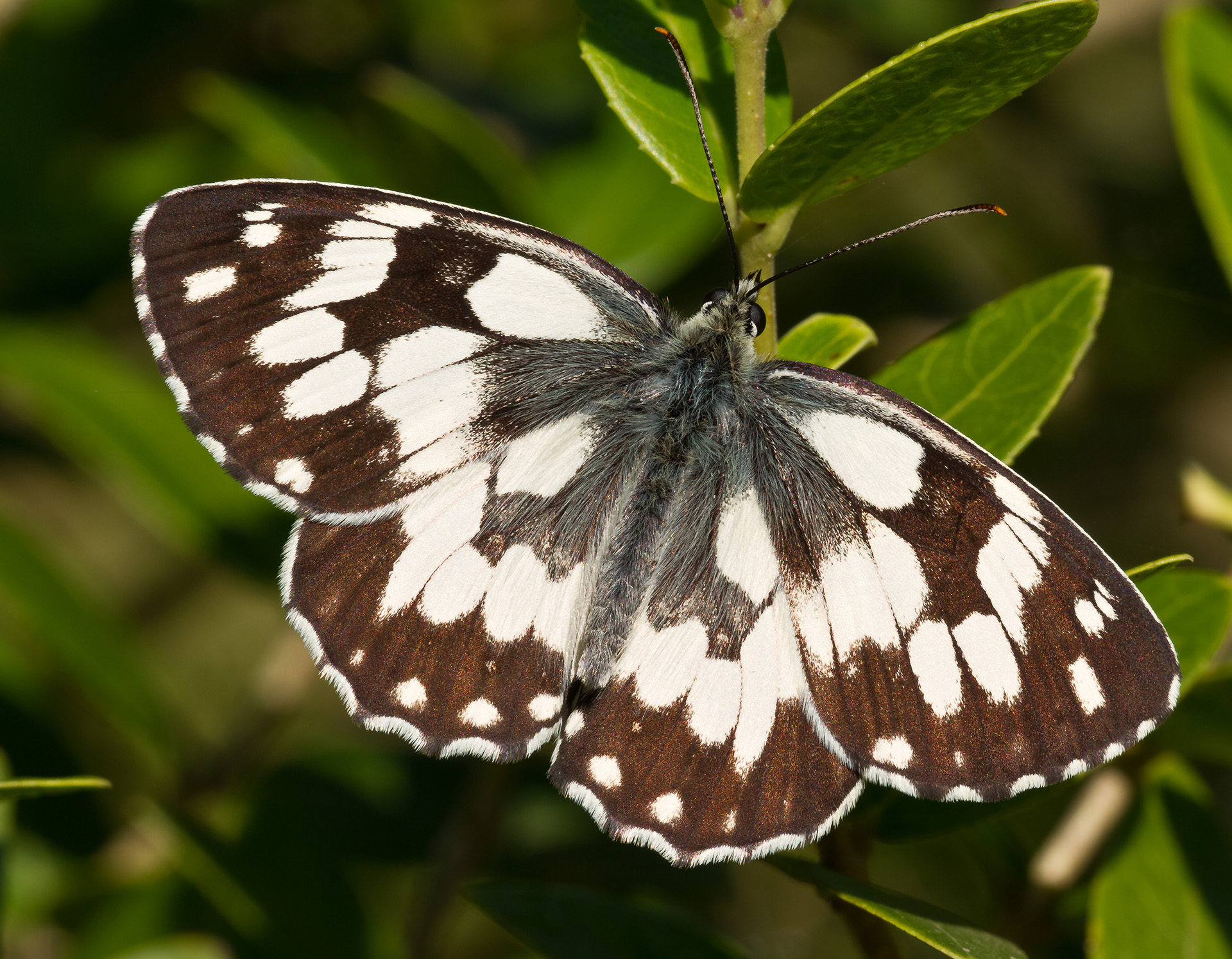 Melanargia galathea