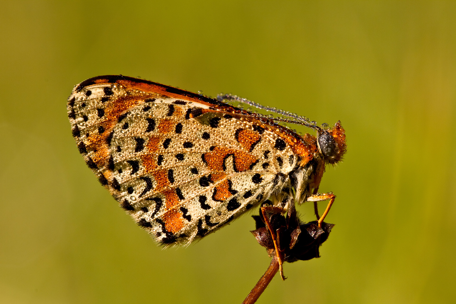 Melitaea didyma