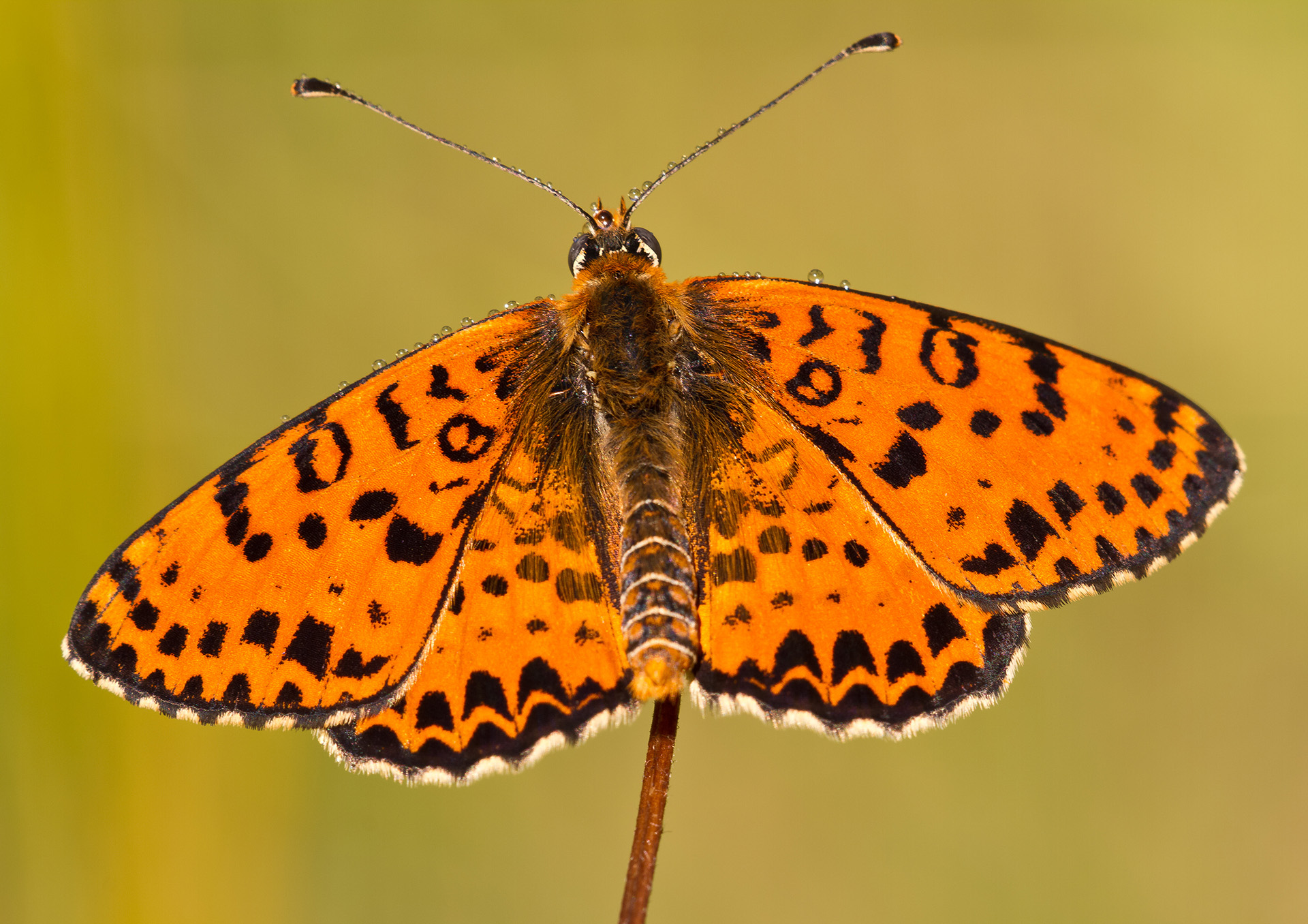 Melitaea didyma