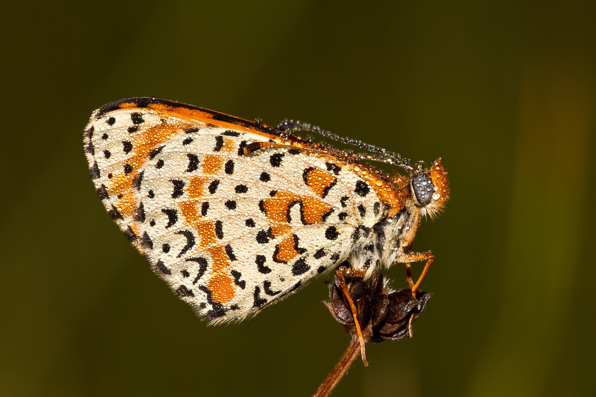 Melitaea didyma
