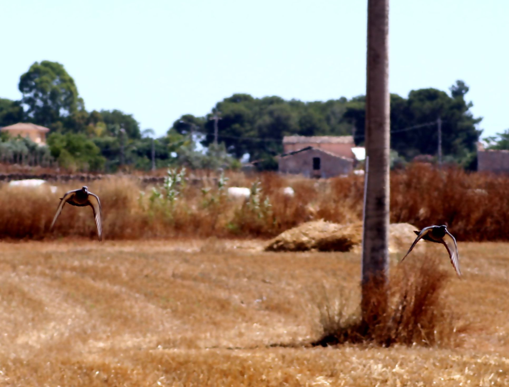 doves in competition
