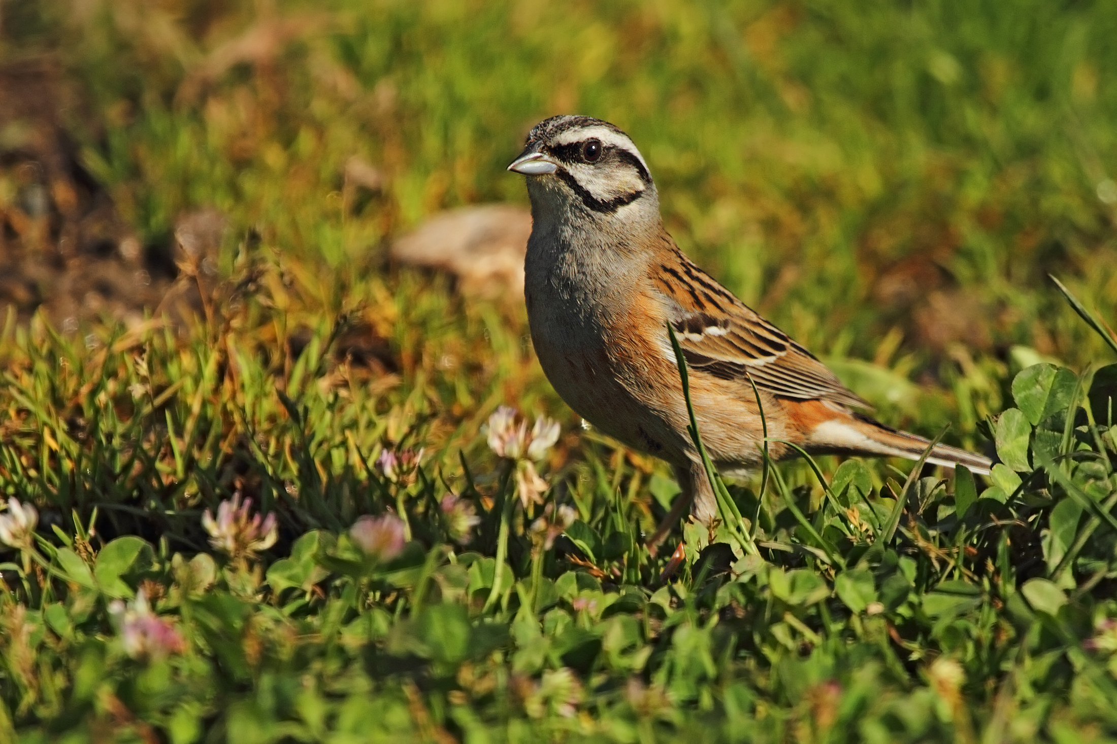 Rock Bunting
