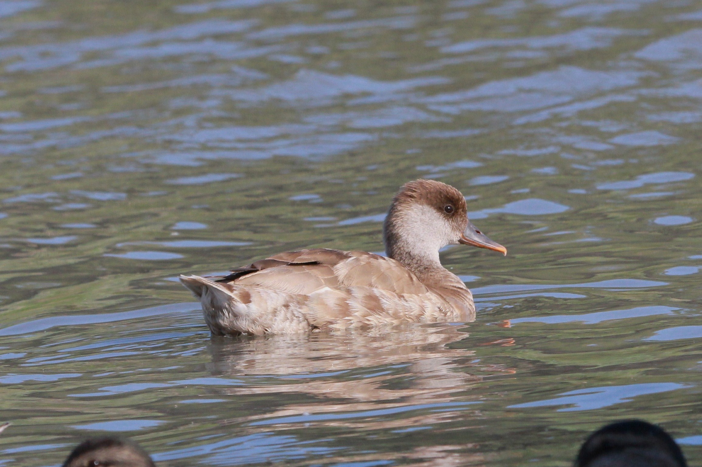 Netta rufina, femmina