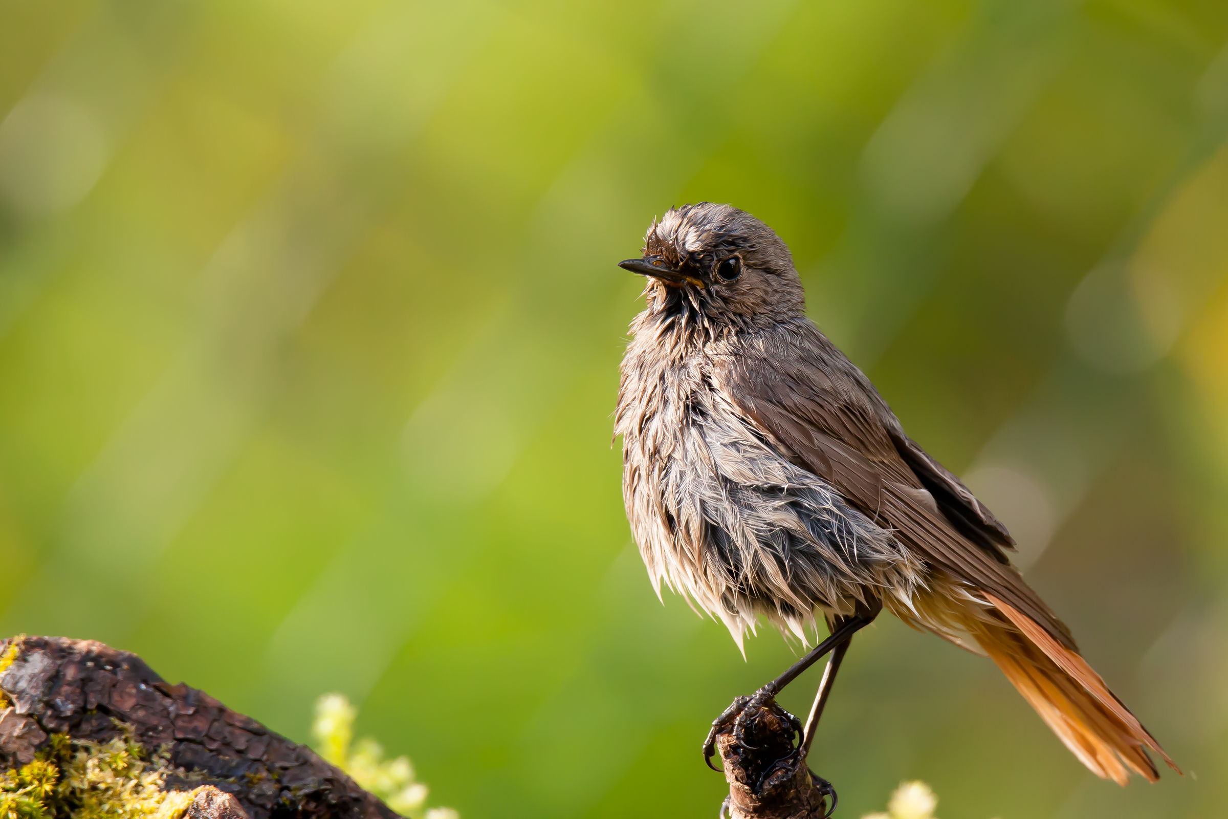 Codirosso dopo il bagno