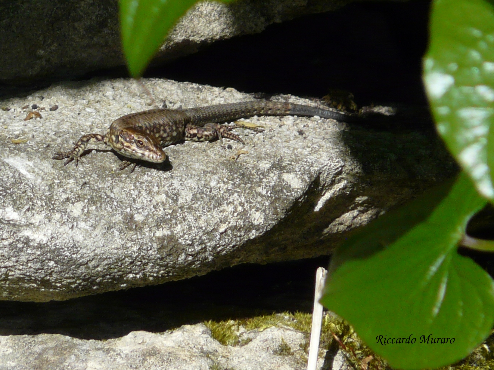 Lucertola...al sole!