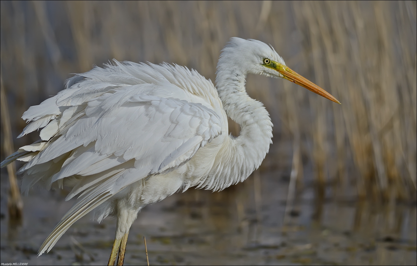 Great Egret, Casmerodius Albus ...