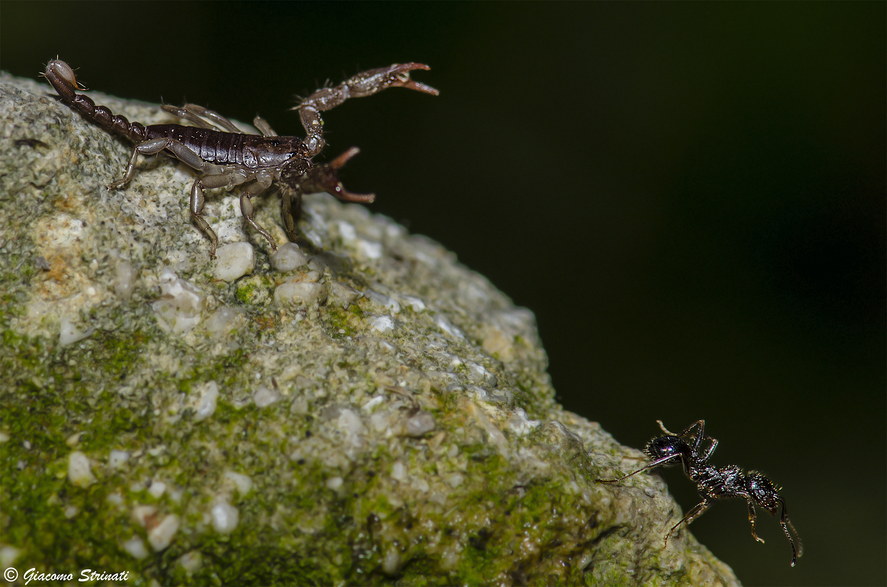 the scorpion and the ant