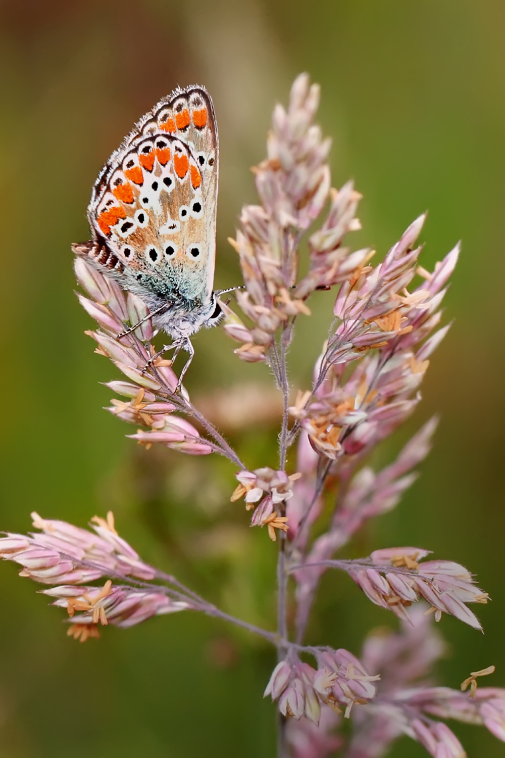Polyommatus icarus