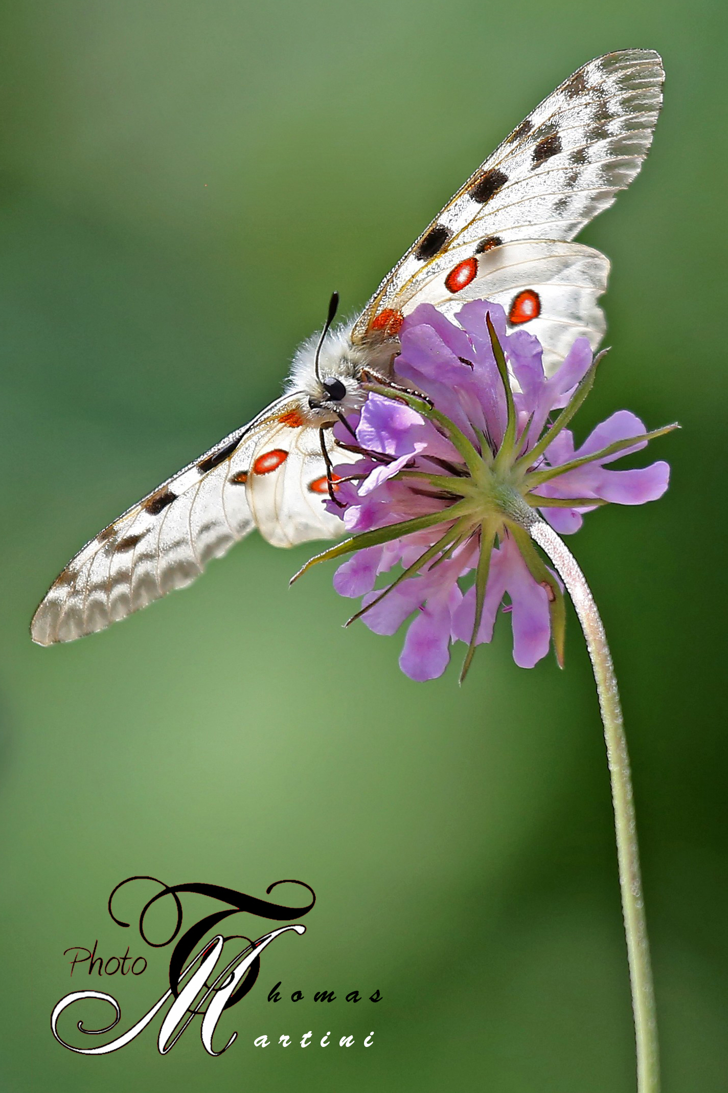 Paranassius Apollo