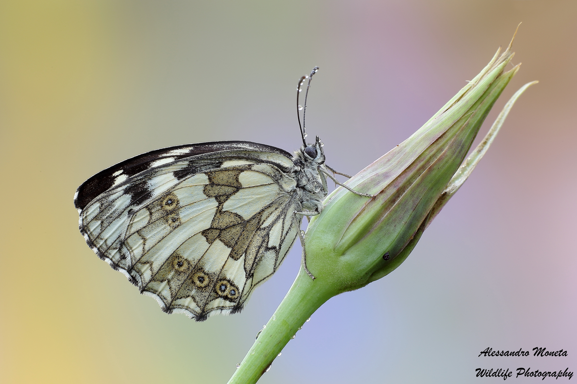 Ready to go into orbit