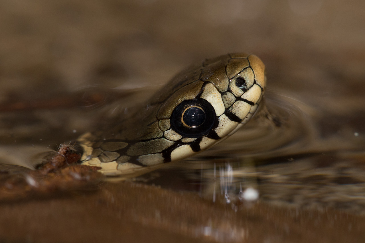 Natrix natrix new recruits