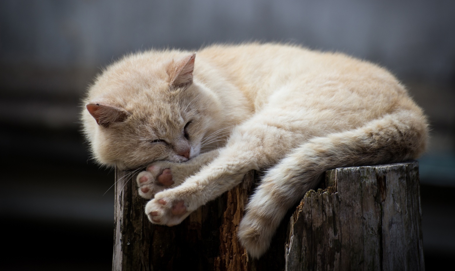 on the stump falls asleep