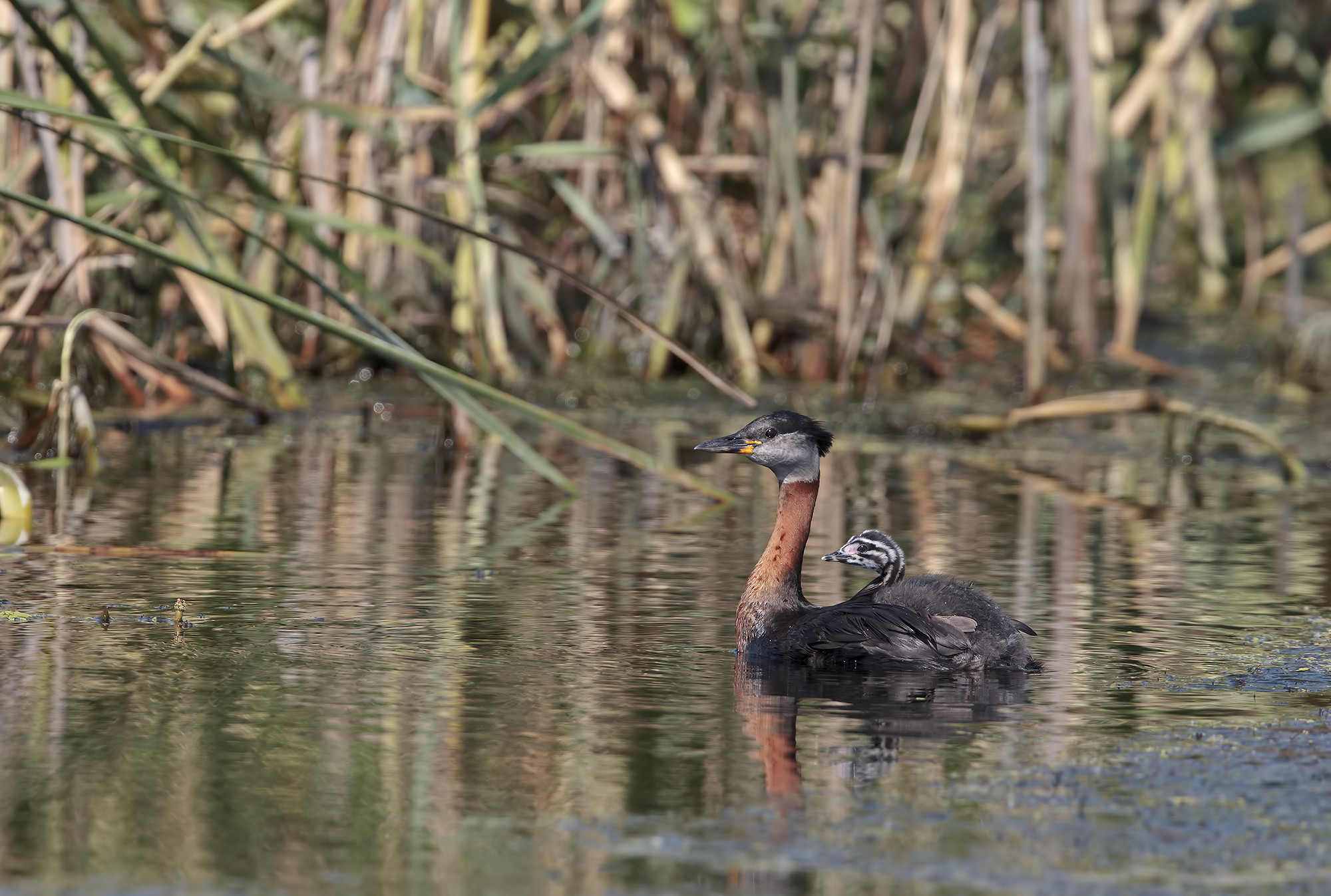 Red-necked Grebe with small