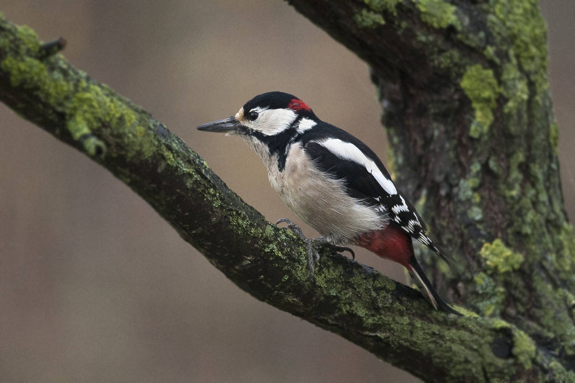Woodpecker