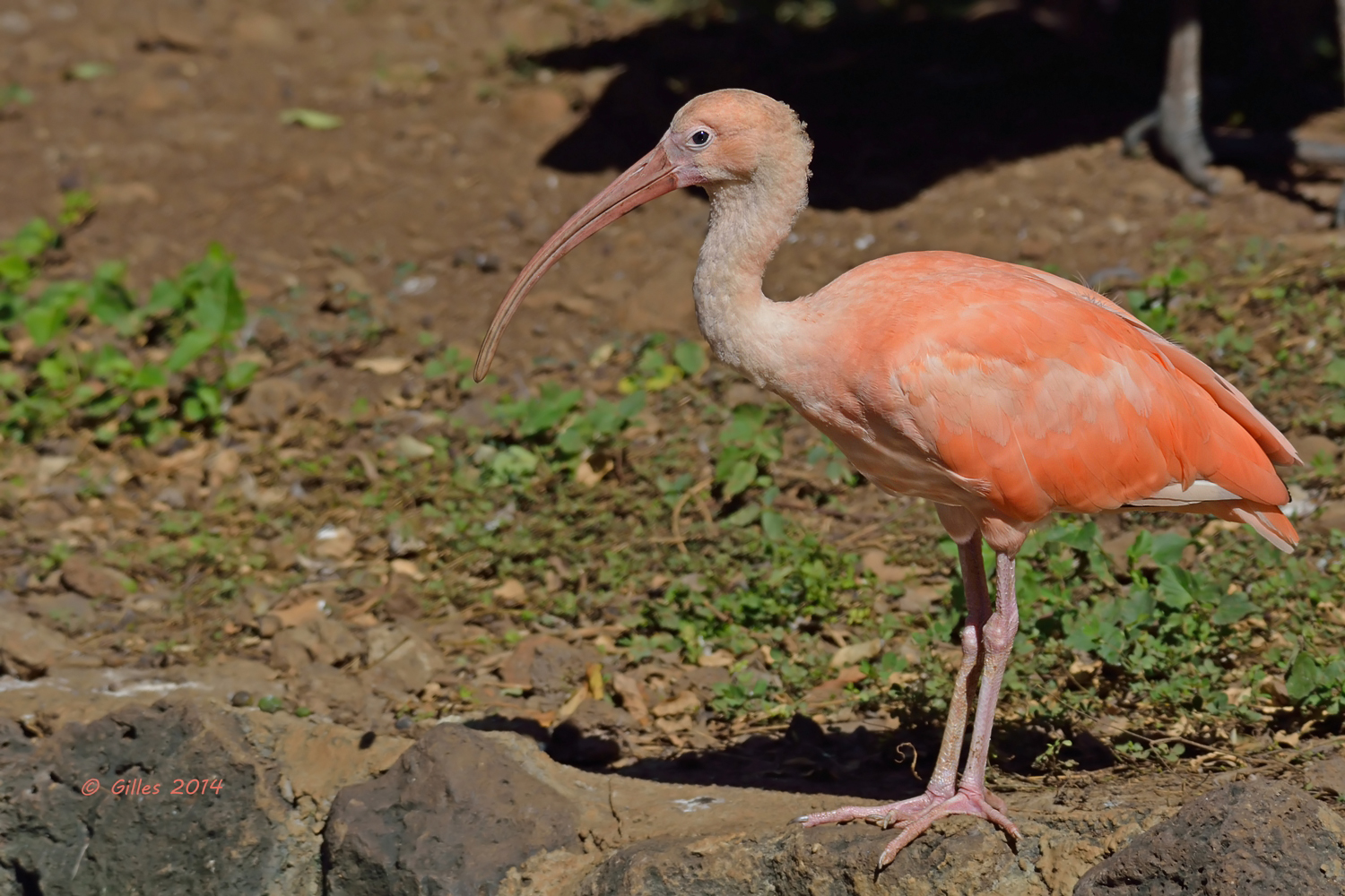 Ibis rosso o scarlatto (Eudocimus ruber)