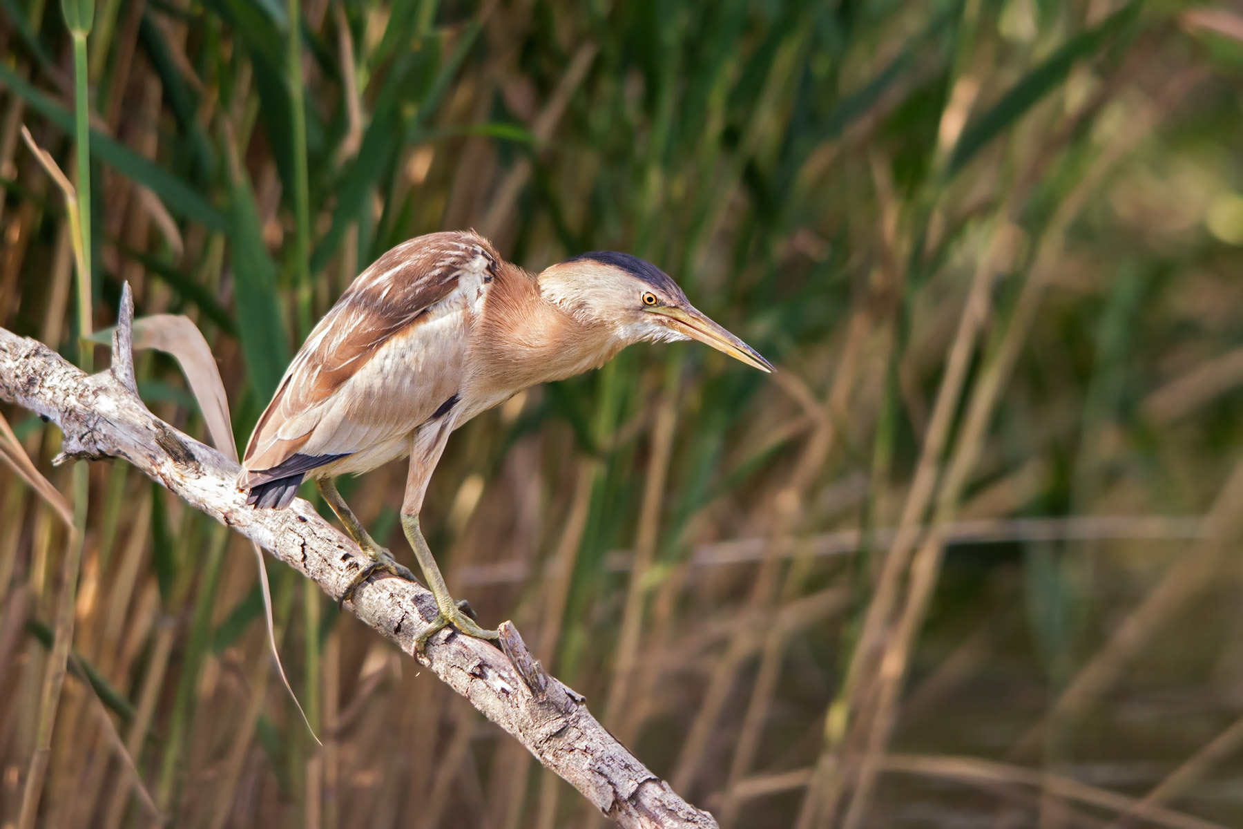 Bittern