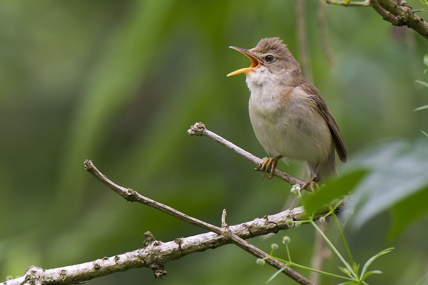 Cannaiola verdognola