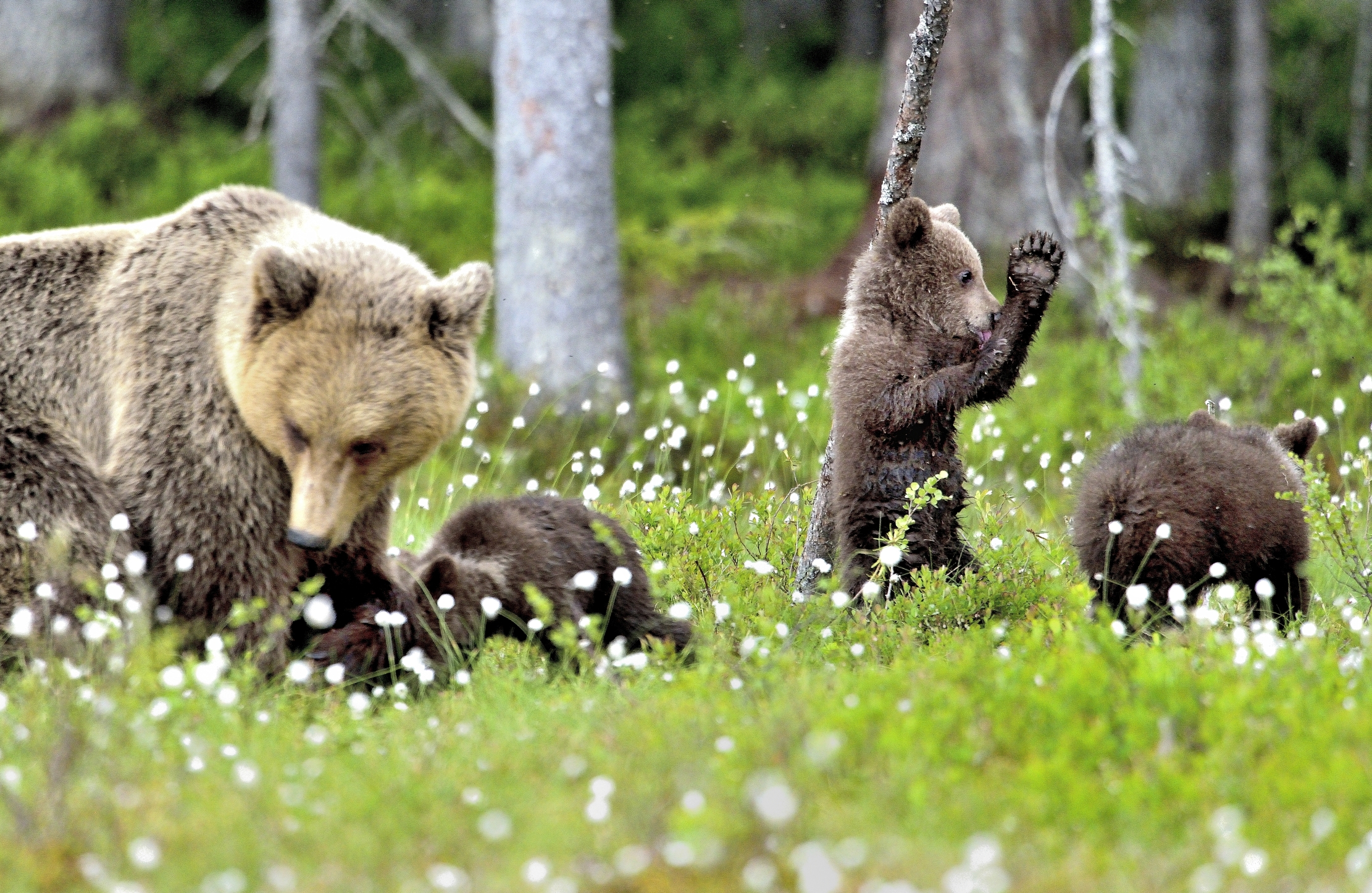 Martinselkonen - Umbrella