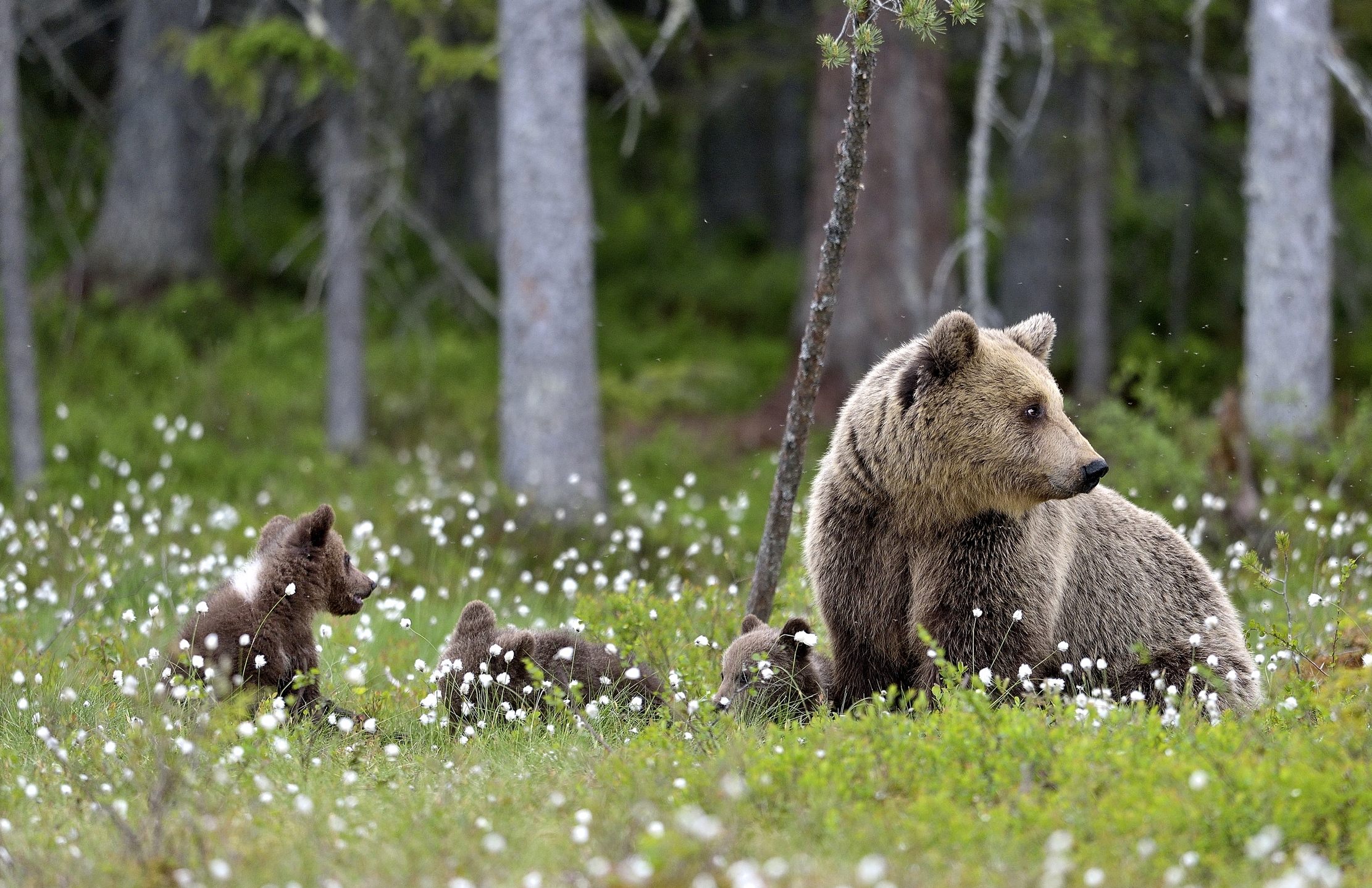 Martinselkonen - Orsi bruni