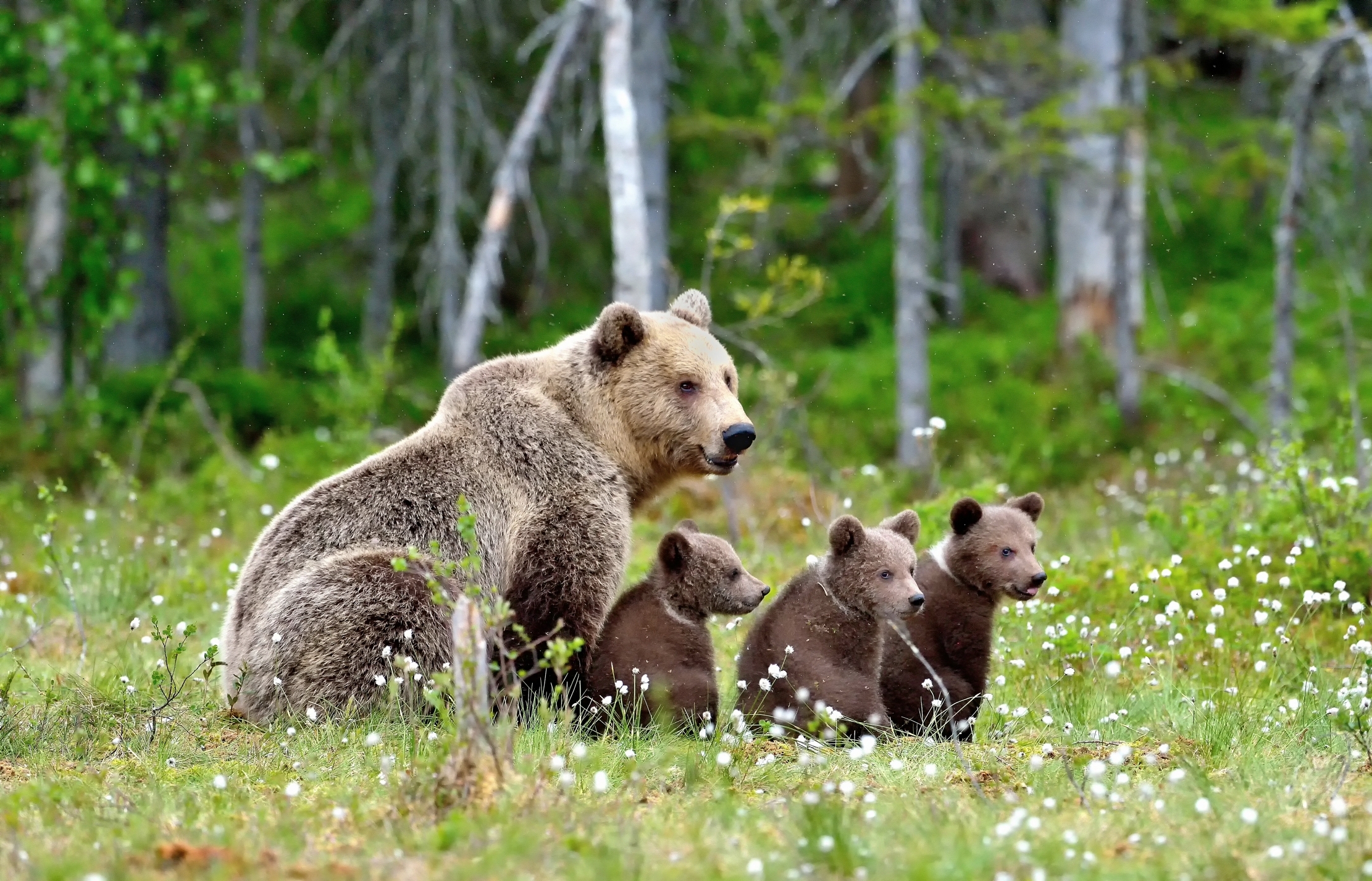 Martinselkonen - Famigliola Orsi bruni