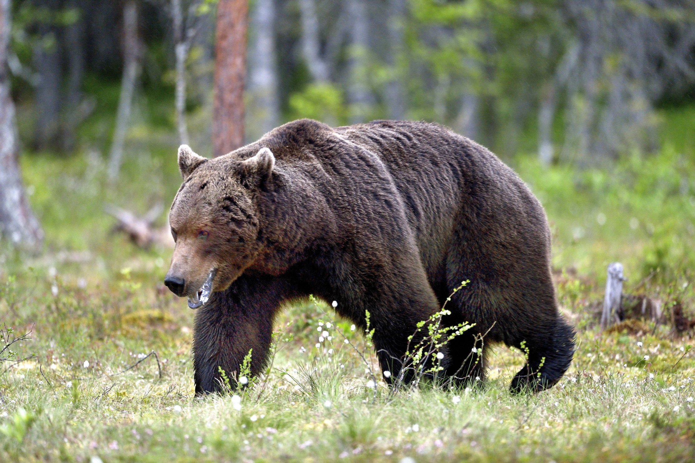 Martinselkonen - Grosso Orso bruno