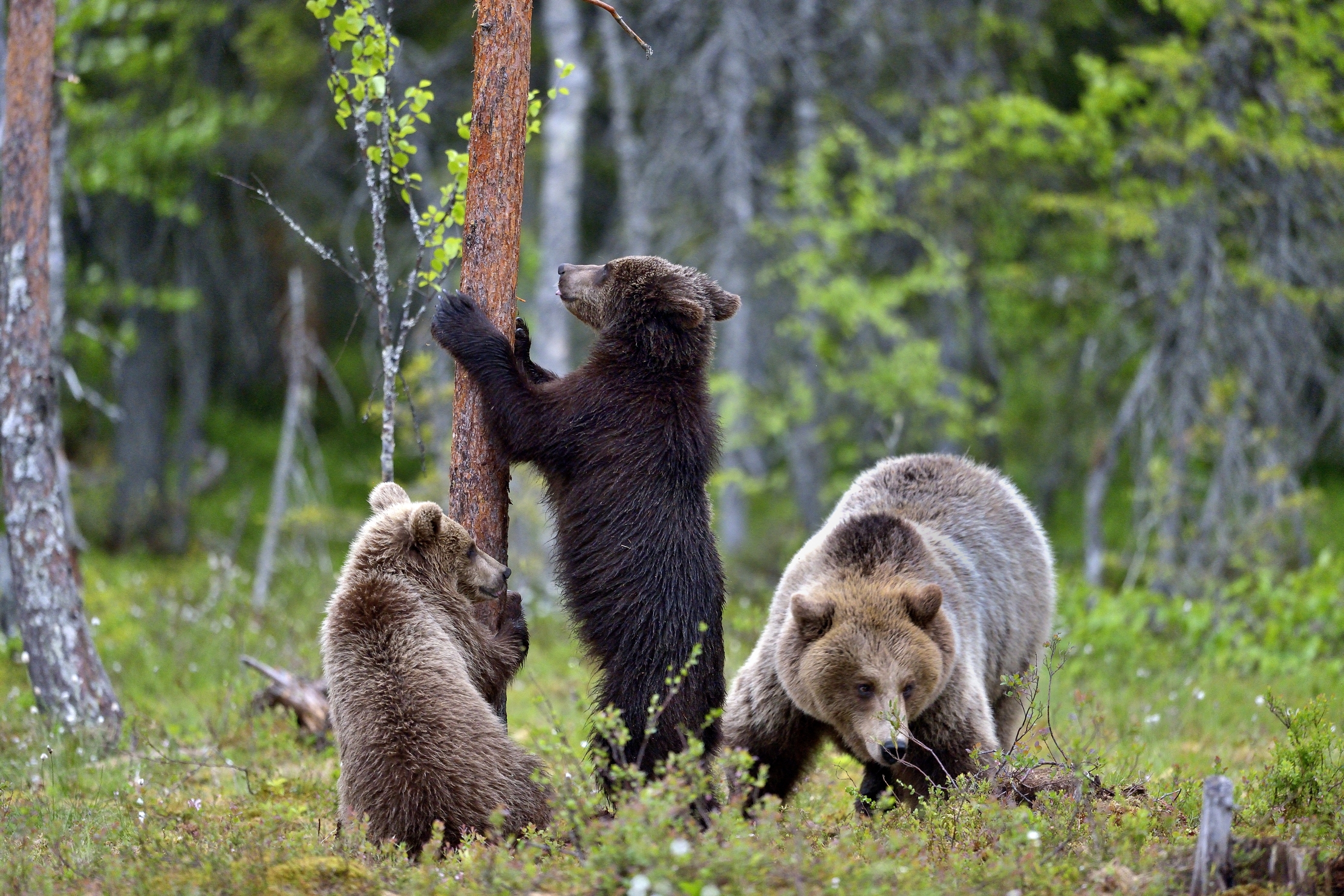 Martinselkonen - Orsi bruni