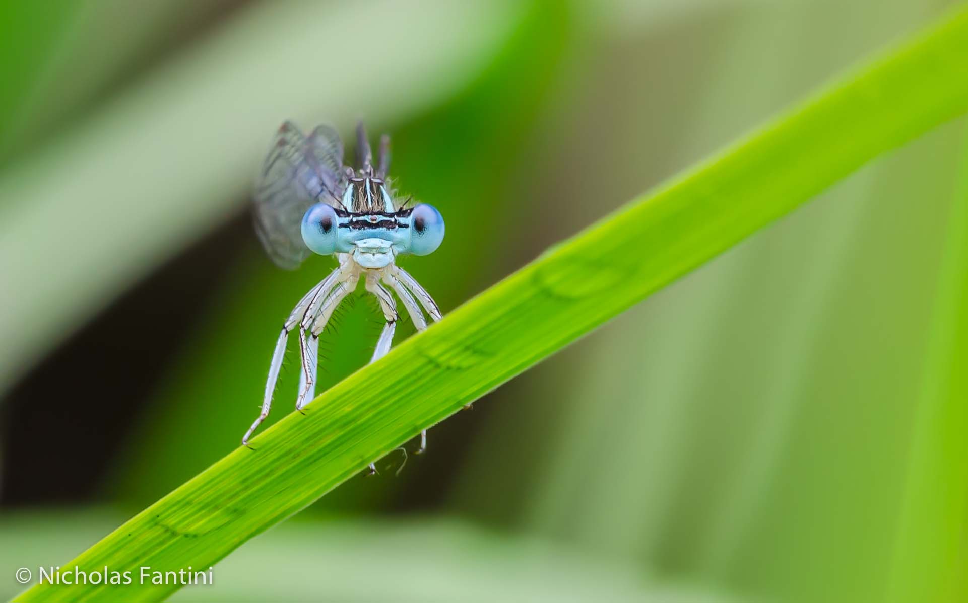 Platycnemis pennipes