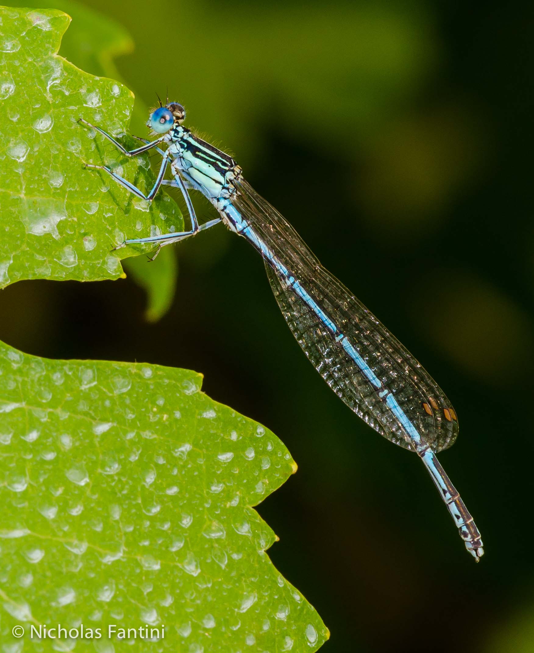 Platycnemis pennipes