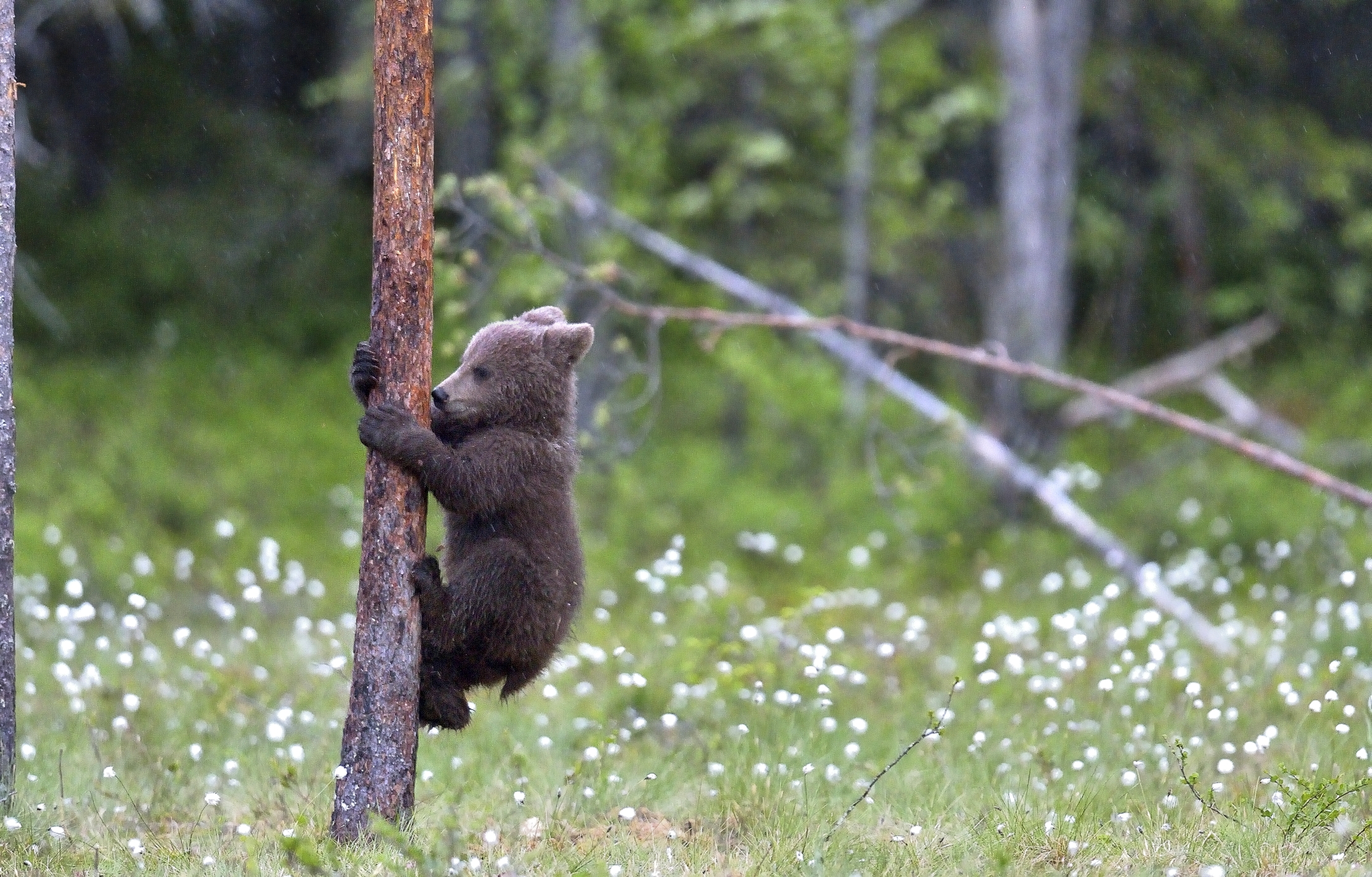 Martinselkonen - Orsacchiotto