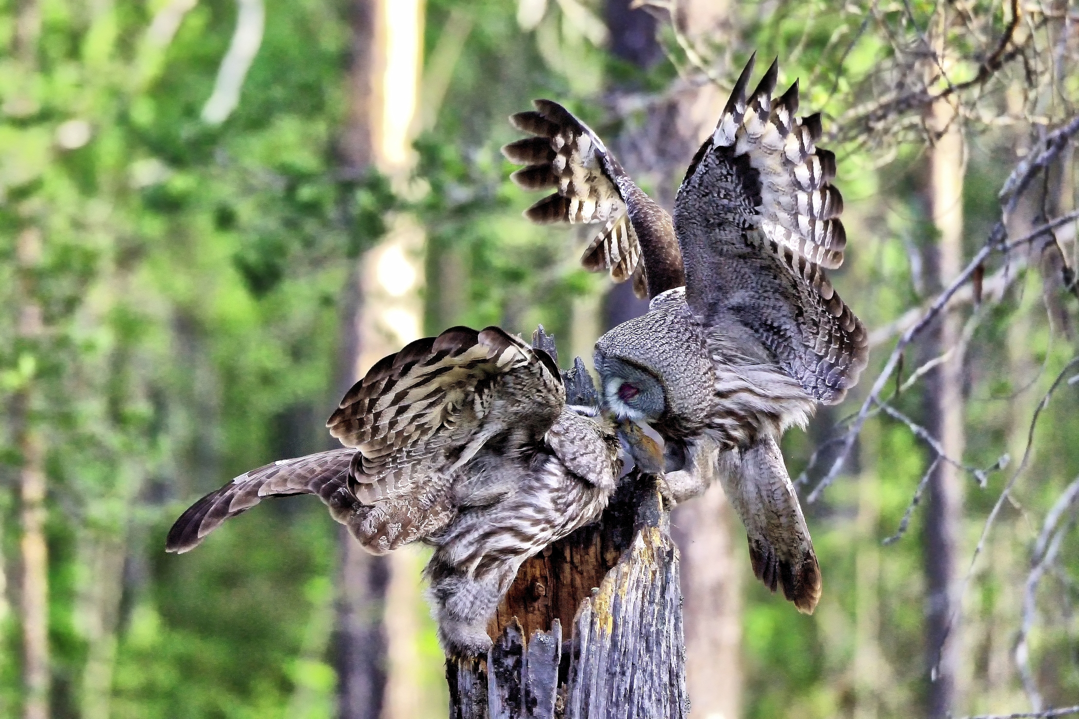 Allocchi di Lapponia si passano la preda (arvicola)